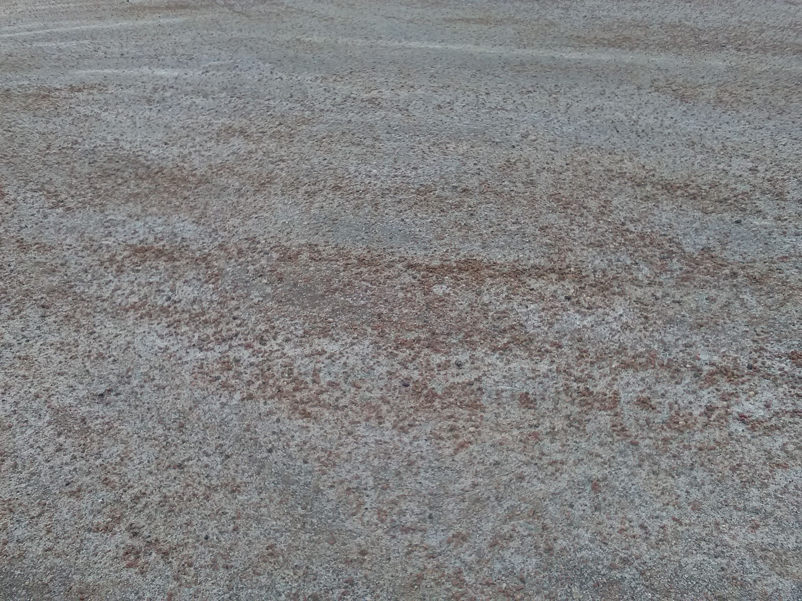 Kultatarvas soranjalostus